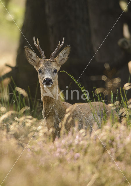 Ree (Capreolus capreolus)