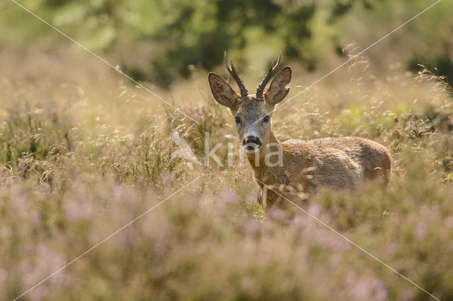 Roe Deer (Capreolus capreolus)