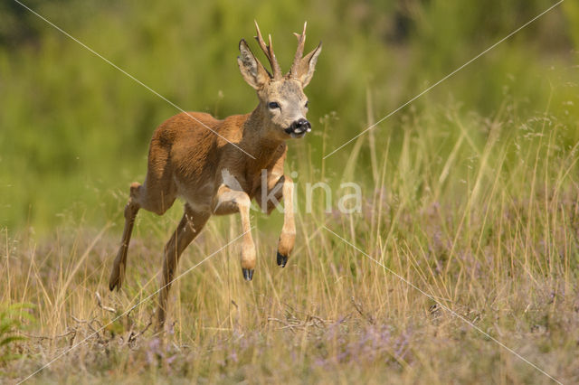 Roe Deer (Capreolus capreolus)