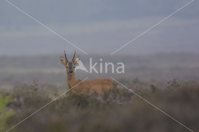 Roe Deer (Capreolus capreolus)