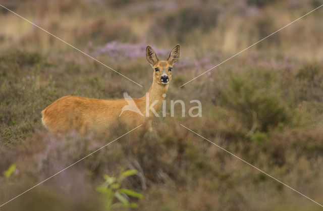 Ree (Capreolus capreolus)