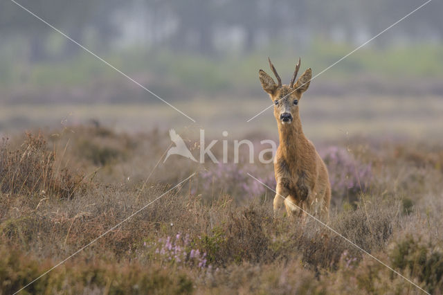 Roe Deer (Capreolus capreolus)