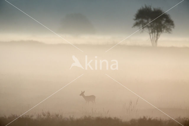 Roe Deer (Capreolus capreolus)