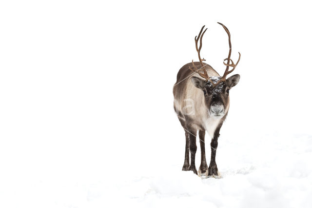 Reindeer (Rangifer tarandus tarandus)