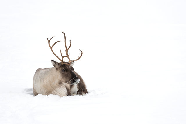 Rendier (Rangifer tarandus tarandus)