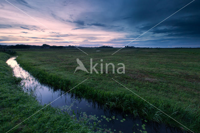 Riet (Phragmites australis)