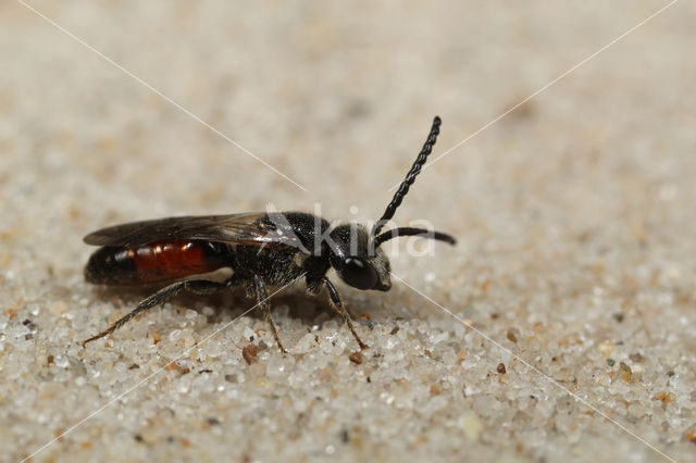 Rimpelkruinbloedbij (Sphecodes reticulatus)