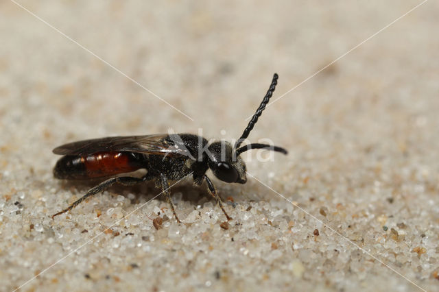 Sphecodes reticulatus