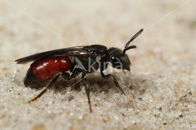 Rimpelkruinbloedbij (Sphecodes reticulatus)