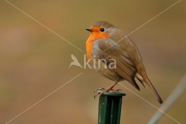 European Robin (Erithacus rubecula)