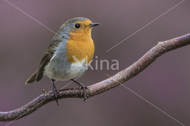 European Robin (Erithacus rubecula)