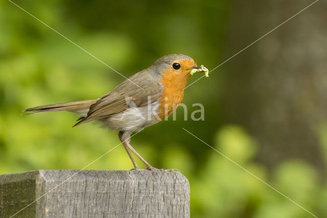 European Robin (Erithacus rubecula)