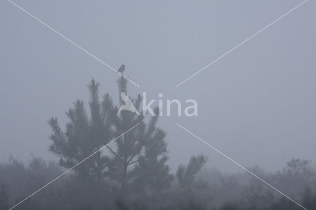 European Stonechat (Saxicola rubicola)