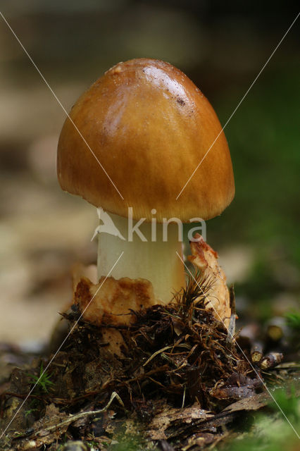 Tawny Grisette (Amanita fulva)