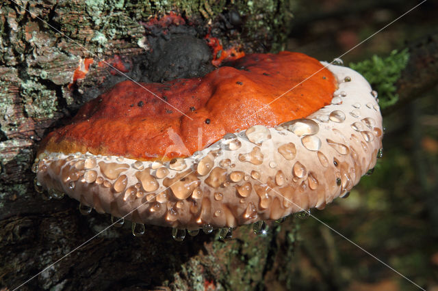 Red Banded Polypore (Fomitopsis pinicola)