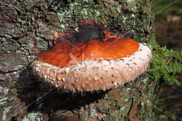 Red Banded Polypore (Fomitopsis pinicola)