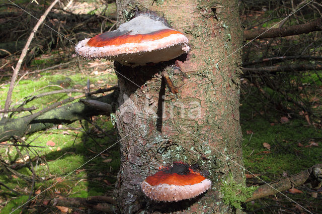 Red Banded Polypore (Fomitopsis pinicola)