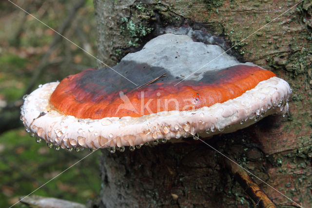 Red Banded Polypore (Fomitopsis pinicola)