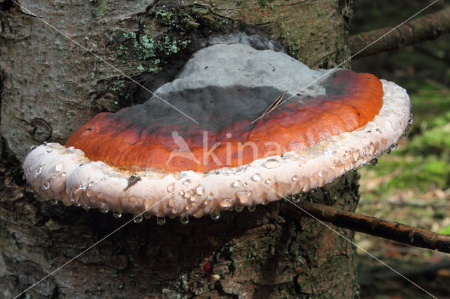 Red Banded Polypore (Fomitopsis pinicola)