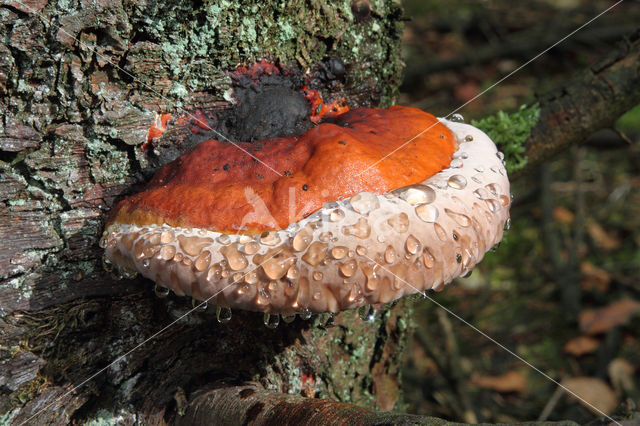 Red Banded Polypore (Fomitopsis pinicola)