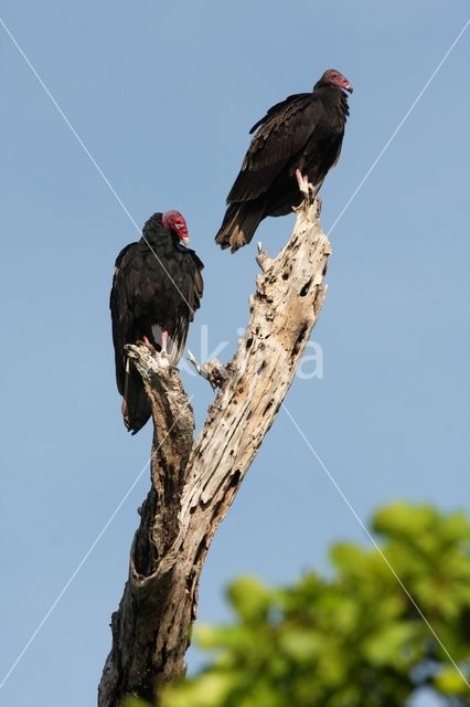 Turkey vulture (Cathartes aura)