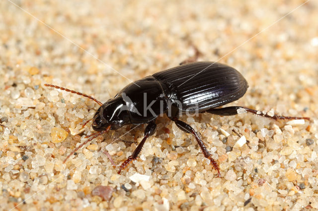 Harpalus rufipalpis
