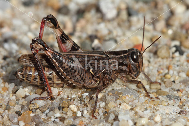 Italian Locust (Calliptamus italicus)