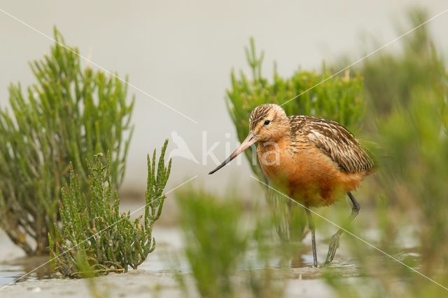 Bar-tailed Godwit (Limosa lapponica)