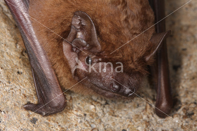 Rosse vleermuis (Nyctalus noctula)