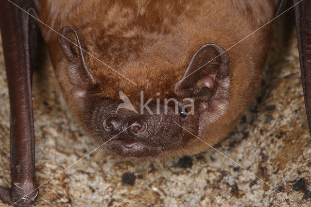Noctule Bat (Nyctalus noctula)