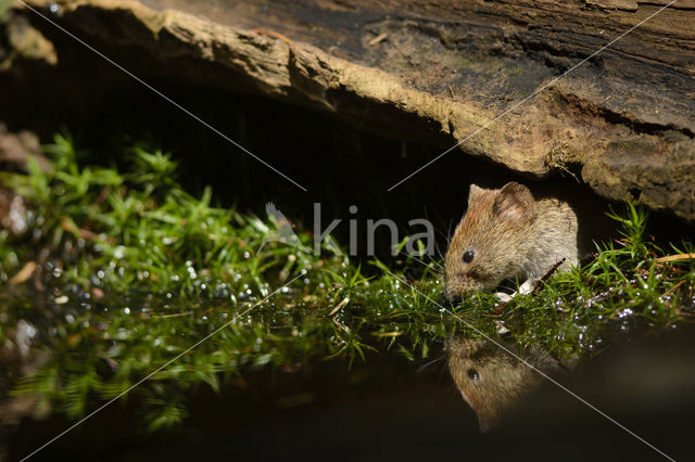 Rosse woelmuis (Clethrionomys glareolus)