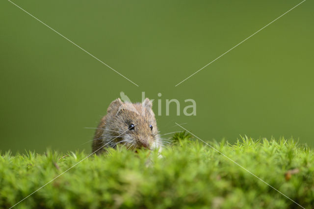 Rosse woelmuis (Clethrionomys glareolus)