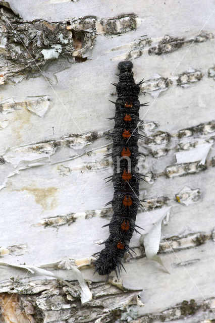 Camberwell Beauty (Nymphalis antiopa)