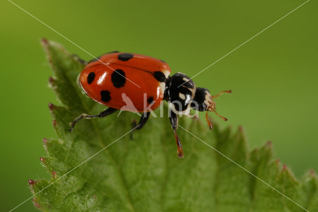 Ruigtelieveheersbeestje (Hippodamia variegata)
