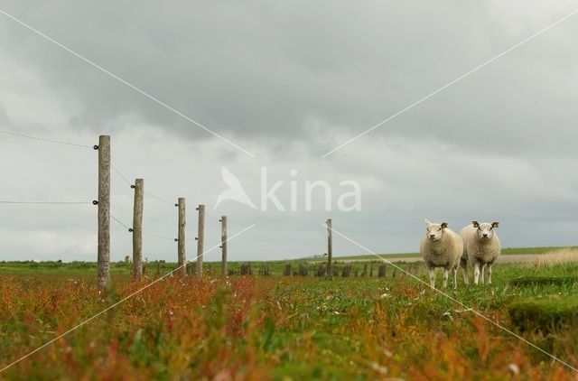 Sheep (Ovis domesticus)