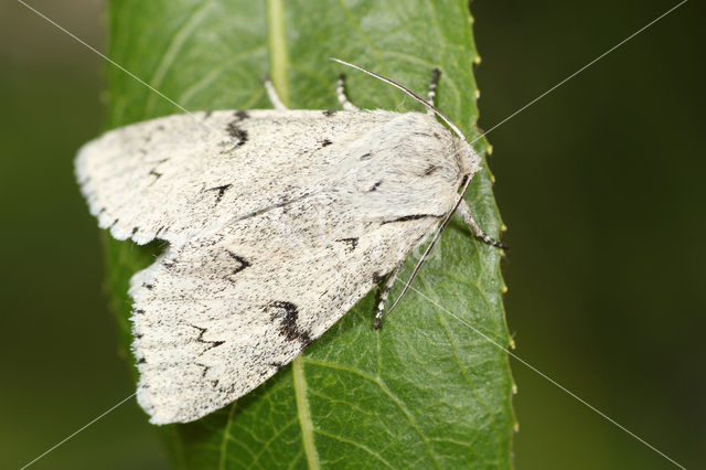 Schaapje (Acronicta leporina)