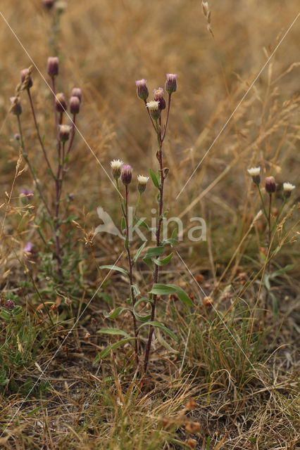 Scherpe fijnstraal (Erigeron acer)