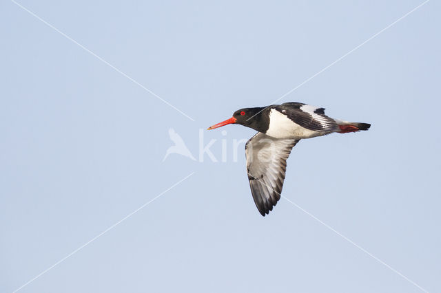 Oystercatcher (Haematopus ostralegus)