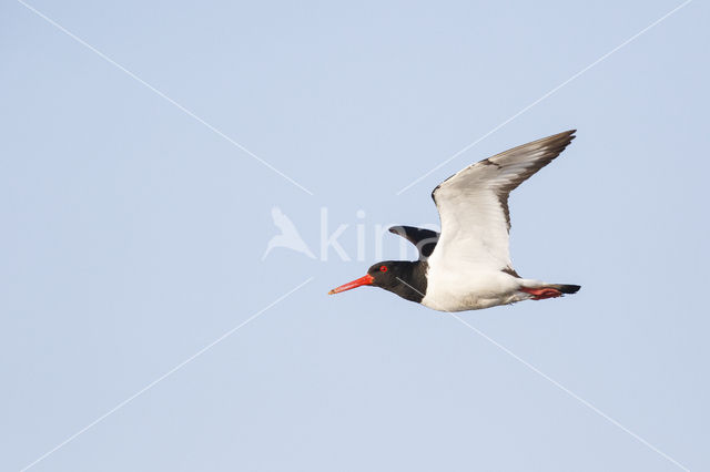 Scholekster (Haematopus ostralegus)