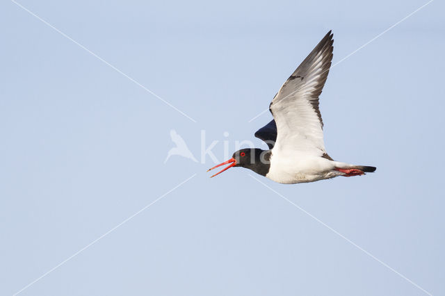 Scholekster (Haematopus ostralegus)