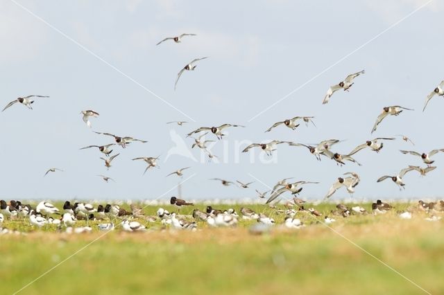 Oystercatcher (Haematopus ostralegus)