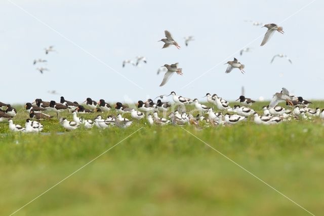 Oystercatcher (Haematopus ostralegus)