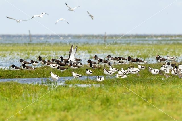 Oystercatcher (Haematopus ostralegus)