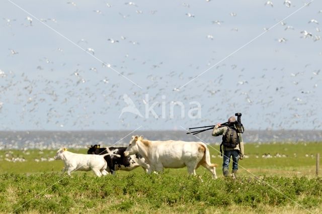 Scholekster (Haematopus ostralegus)