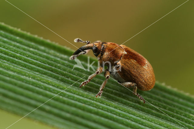 Sibinia primita