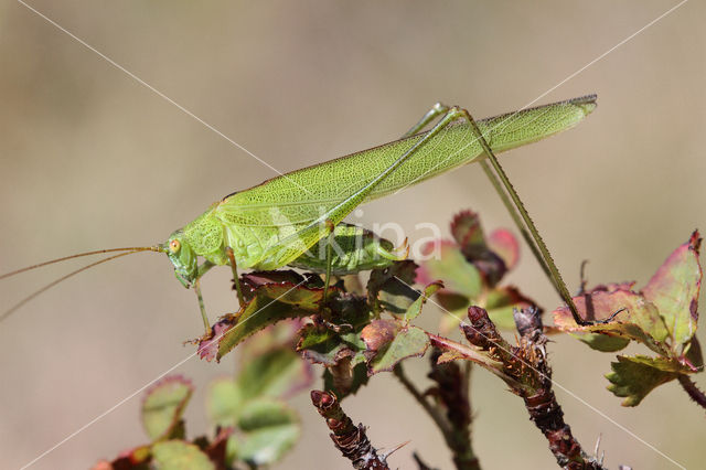 Sickle-bearing Bush-cricket (Phaneroptera falcata)