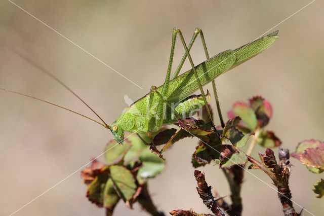 Sickle-bearing Bush-cricket (Phaneroptera falcata)