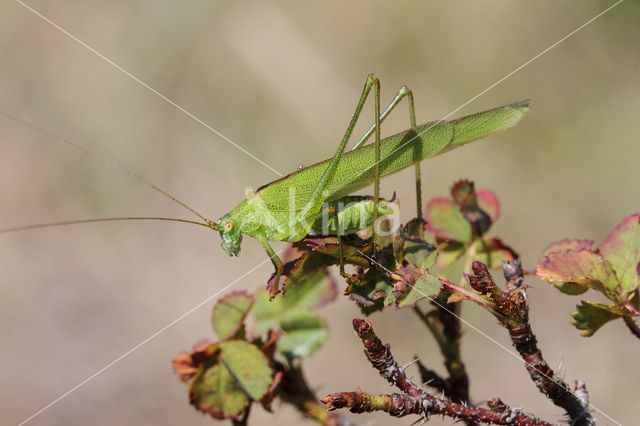 Sickle-bearing Bush-cricket (Phaneroptera falcata)