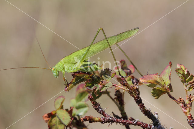 Sikkelsprinkhaan (Phaneroptera falcata)