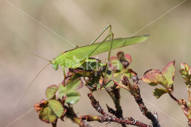 Sickle-bearing Bush-cricket (Phaneroptera falcata)